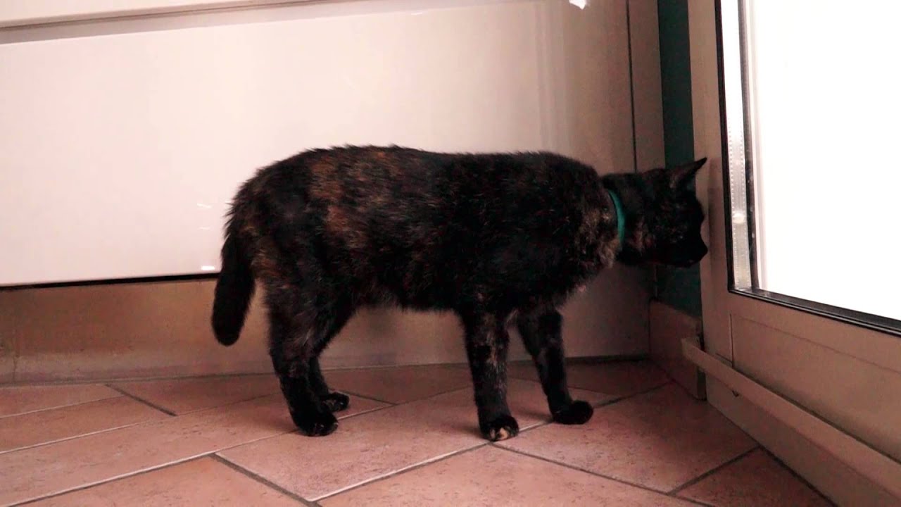 The cat which scratched to open doors ! YouTube