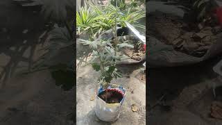 guldaudi plant care tips 👍👌🌿#garden #ytshorts #terracegardenindia #homegardening