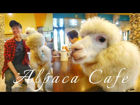 the-first-alpaca-cafe-in-taiwan-that-you-should-visit