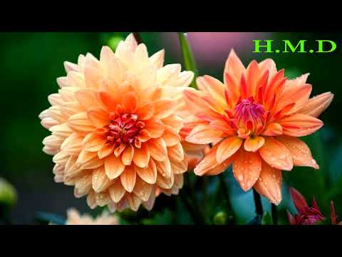 مايا نصري الاسمراني