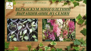 Вербаскум (коровяк, цельзия) - выращивание из семян, от посева до цветения