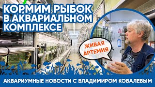 Аквариумные новости с Владимиром Ковалевым (29.05.2023). Бетта рубра и малек КИТик.