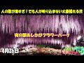超満員の絶望から一転！【あしかがフラワーパーク】夜の部で「人が映らない大藤」を撮る唯一のチャンスとは？バイクで行けばパークの目の前にも停められるよ