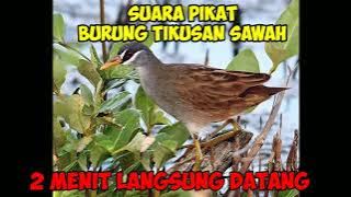 🔵suara pikat tikusan sawah durasi pendek