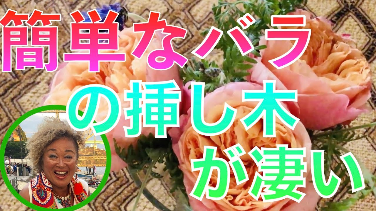 簡単な薔薇の挿し木が凄い Youtube