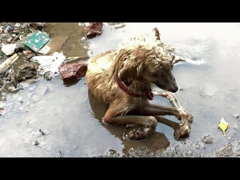Video: Symptomy infekcí močového měchýře u psů