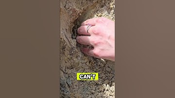 Giant museum quality megalodon discovered in south carolina #fossilhunt #shark