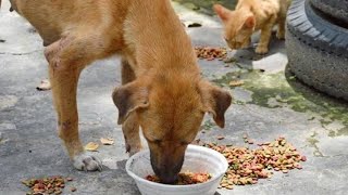 Feeding the Starving dogs| Feeding to the Stray Dogs|