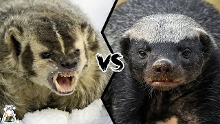 American Badger vs Honey Badger - Which is Tougher and Could Win a Fight?