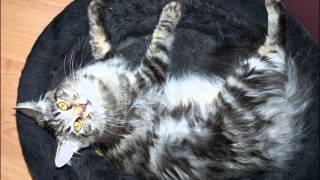 Slideshow: Maine Coon 'Gaia' by José entrena 18 views 9 years ago 1 minute, 25 seconds