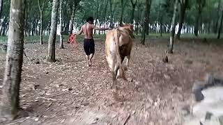 Aku ini si gembala sapi [Iwan Fals]