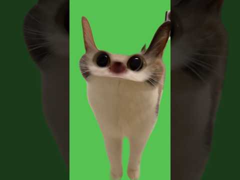 Cat Meow Meme | Green Screen #catmeow #catmeme #greenscreen #greenscreenmemes #catmeawmeme