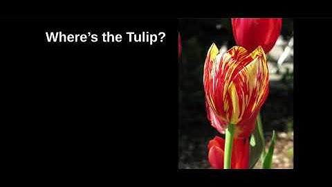 Berkeley: To Be is to Be Perceived