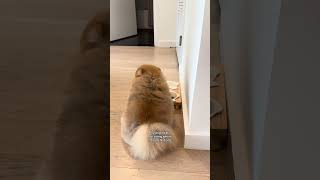 a gentleman #pomeranian #dog #pets #funny #funnydog #funnyvideo #shorts