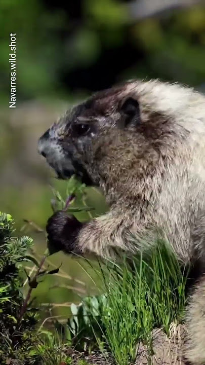 Marmots/ North American largest squirrel