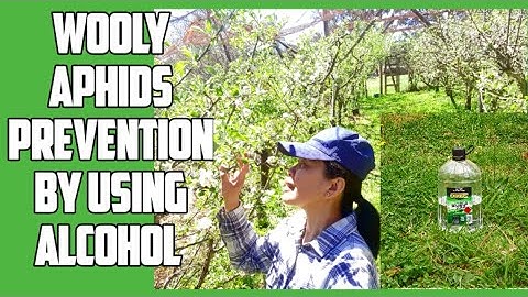 HOW TO CONTROL OF WOOLY APHIDS ON APPLE TREES IN ORGANICALLY WAY