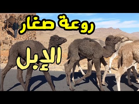 وجدنا صغار الإبل وسط طريق صحراوي روعة سبحان الله 