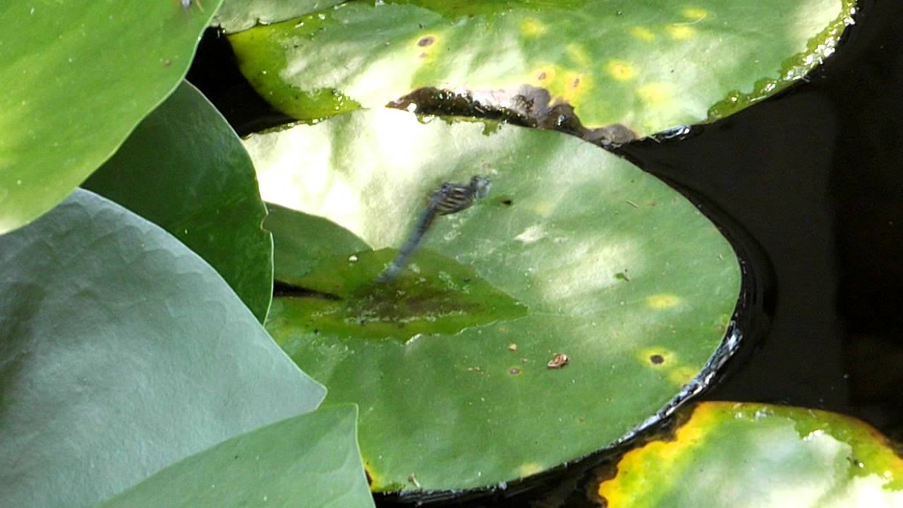 camera iphone 8 plus apk Dragonfly laying eggs