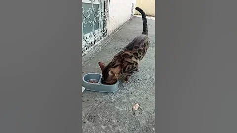 Watch the video about Feeding a stray bengal cat