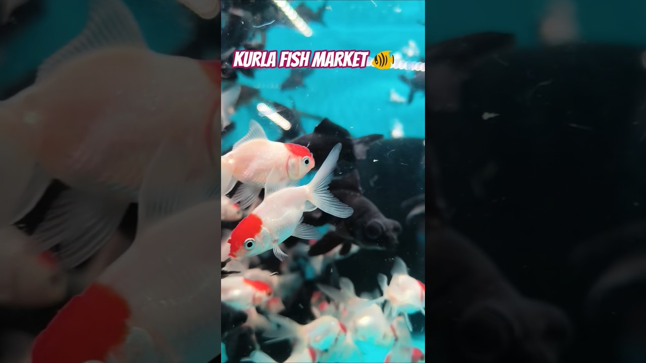 Dvs Aquarium | Black Gold Fish 🐟 | Red Cap| Kurla Fish Market 🐠🐟 | 