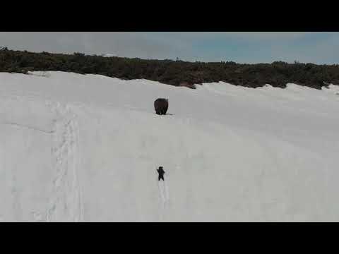 Видео: Спасение медвежонка в горах