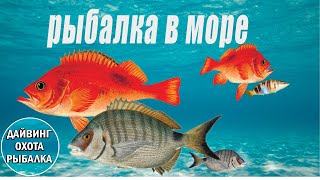 Крым,Чёрное море, рыбалка на ласкирь,каменный окунь,ёрш, с лодки флагман 420+Микатсу 20