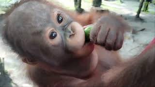 Cute Baby Orangutan with his Sitter #babyorangutan #cutebaby #orangutan #adorablebaby