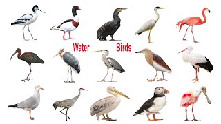 Water birds Name Meaning & Image | Water Birds Vocabulary | Necessary Vocabulary Tutorial