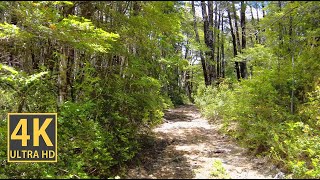Clear Sunny Forest Nature Walk 4K (With Ambient Nature Sounds And Music)