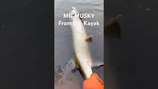 MN Musky from the kayak #minnetonka #musky #muskellunge #muskyfishing #pike