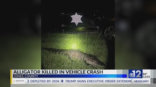 Car collides with 7-foot alligator in Jones County