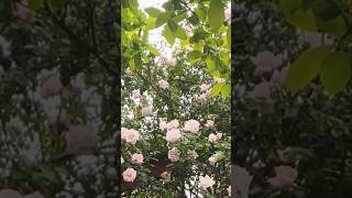 Natural beautiful nature sound flower garden #natural #beautifulnature #shorts