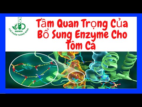 Tầm Quan Trọng Của Bổ Sung Enzyme Cho Tôm Cá