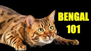 Bengal Cat 101 |  Must Watch BEFORE Getting a BENGAL CAT 🐱 by CatTube 316 views 1 year ago 2 minutes, 54 seconds