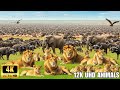 4K African Wildlife: Samburu National Park, Kenya - Scenic Wildlife Film With African Music