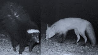 Fox Versus Skunk Closeup