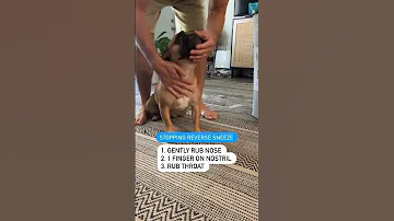 How To Stop Reverse Sneeze Helping French Bulldogs Shorts Dog Cute Pets Animals Youtube 
