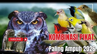 Suara Pikat Burung Kecil Kombinasi Trucukan Terancam, Prenjak Stater & Burung Ribut.