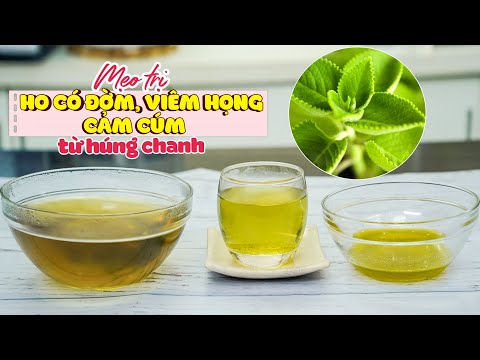 Mẹo Trị Ho Cảm Cúm Với Húng Chanh Đơn Giản Tại Nhà | Feedy VN