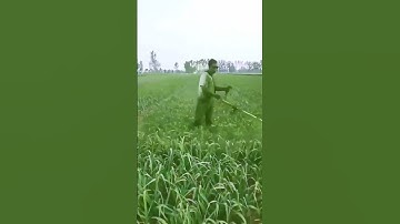 The cutting process of garlic leaves = good tools can increase efficiency