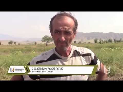 მეურნე: კარტოფილის სიდამპლე