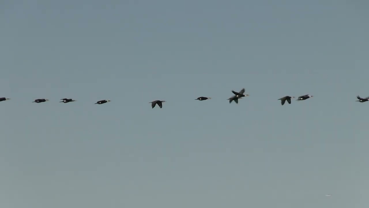 Дніпро дихає весною. Перелітні птахи несуть настрій і тепло