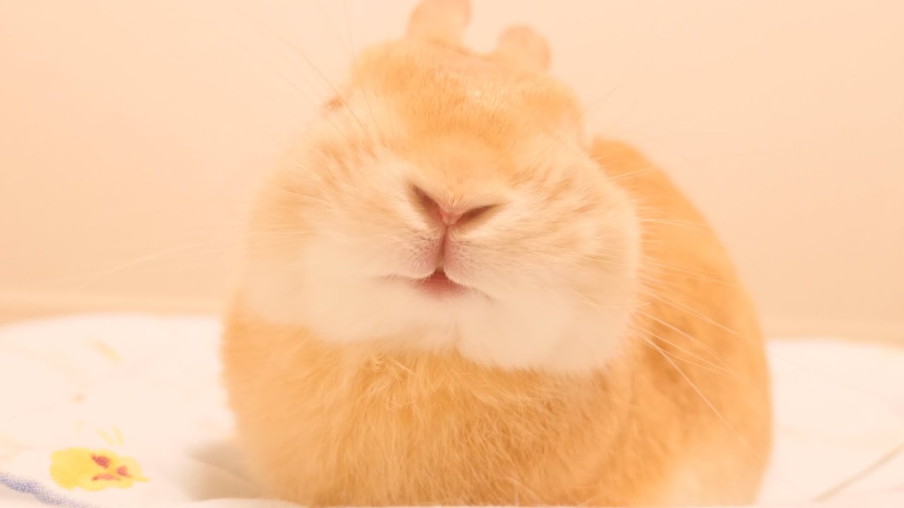 Rabbits laugh with delight when their owners return home early【No