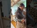 【グレちゃん、まだハグしてます】 #癒し動画 #cat #シャルトリュー #ばあちゃん大好き #保護猫
