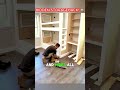 Stop buying beds! Build this custom built-in for half the price! 🛏️💰