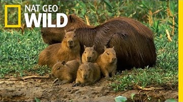A Capybara Family