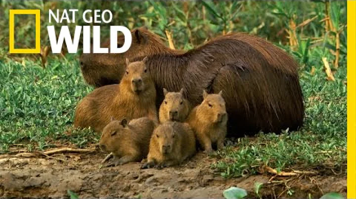 A Capybara Family's Day at Play | Deadly Game