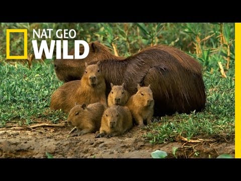 A Capybara Family&rsquo;s Day at Play | Deadly Game