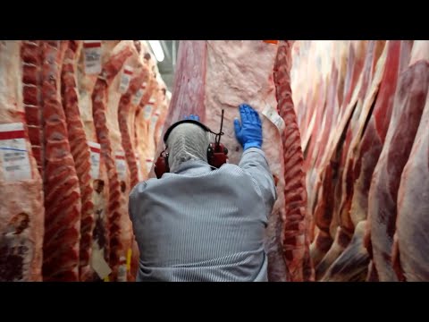 Beef processing factory in Denmark and Pakistan