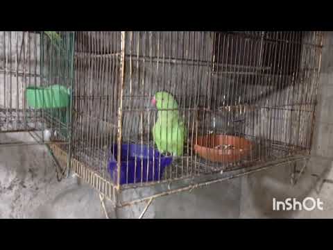 Video: Loros Ringneck indios